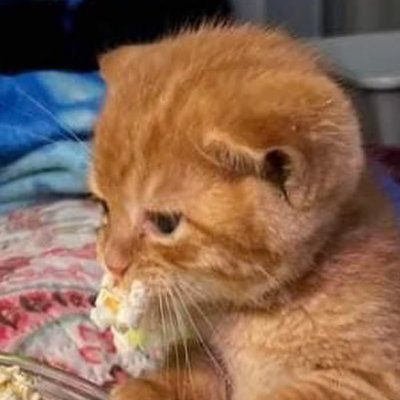 Auriさんのプロフィール画像