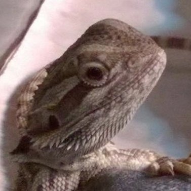 🇨🇦🐍🕊️𝔅𝔬𝔞 ℭ𝔬𝔫𝔰𝔱𝔯𝔦𝔠𝔱𝔬𝔯🕊️🐍🇨🇦さんのプロフィール画像
