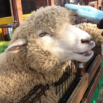 Shintaro Hayashi On Twitter コンニャク断層実験とは 地震学会の普及ビデオ 良くできています の中にある実験 コンニャク を斜めに切って横から押す実験 コンニャクを手で押して圧縮すると斜めに切った場所が逆断層のように動く これが意外に難しい コンニャクの