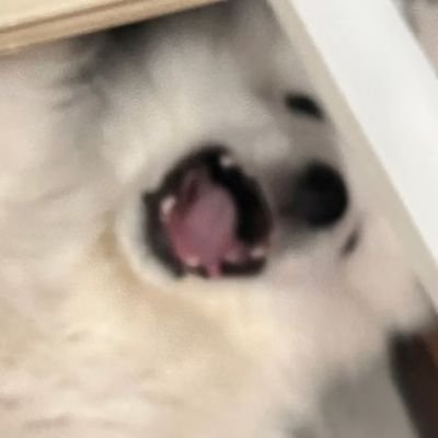 Pabikaさんのプロフィール画像