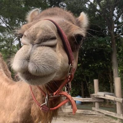 けー🐪さんのプロフィール画像