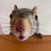 Kirk the Squirrel(@SquirrelKirk) 's Twitter Profile Photo