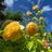 rosehata0606