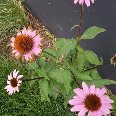 Jelahunt's profile picture. not a big tweeter but enjoy reading all.