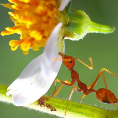 ''La nature 🌿 est bibliothèque de savoir'' disait Idriss Aberkane, j'essaie à travers ces vidéos de vous en montrer les ouvrages 📚.