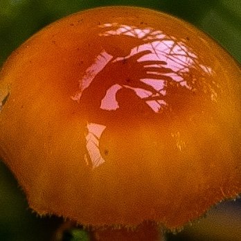 Has been known to photograph fungi in a garden in West Wales Ⓥ