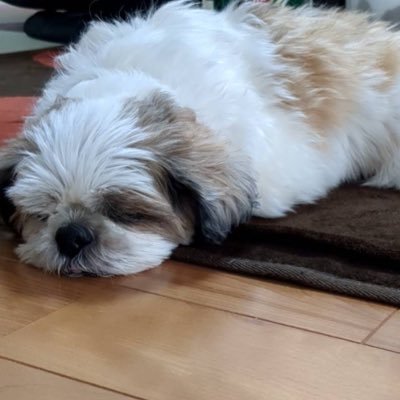 たむ🐶さんのプロフィール画像