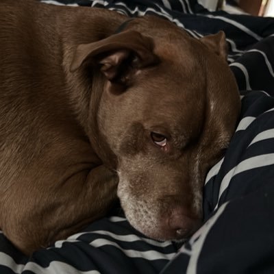 linshamp's profile picture. just for giggles