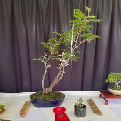 my bonsai Journey begins. zone 5