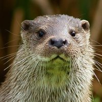 MrLoutre (@lal0utr3) 's Twitter Profile