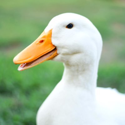 Aberrant_Duck