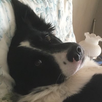 badpetmeds Profile Picture