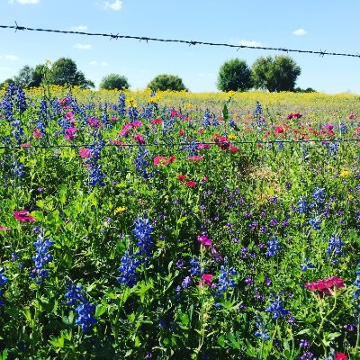 Suki10021's profile picture. Texas Mom, Nature Lover, Truth Seeker, NO DMs.