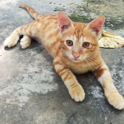 ASHISH31121982's profile picture.