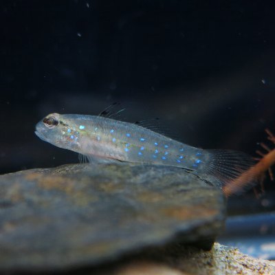 生活史と群集構造をキーワードに魚類の生態を研究しています。
特に興味あるのは汽水・沿岸域。干潟とかのハゼがすき。
大磯高校→琉球大学→和歌山県立自然博物館→摂南大学
つぶやきは所属に関係なく、個人的なものです。