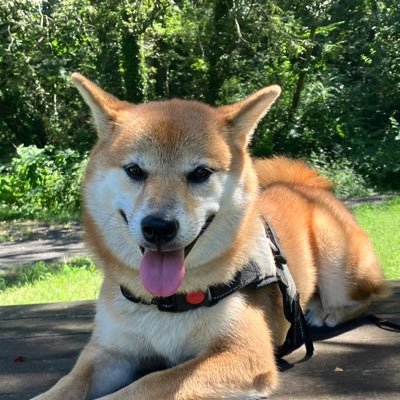 shiba_mon1018's profile picture. 2020年10月18日生まれの柴犬の男の子です🐶インスタもよろしくね⬇️