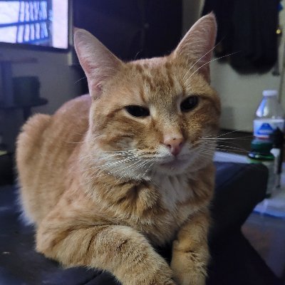 TheOrangeCatBad Profile Picture