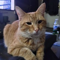 Orange Cat Bad(@TheOrangeCatBad) 's Twitter Profile Photo