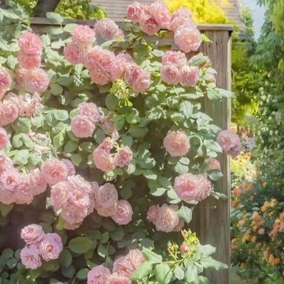 Mantouxz007's profile picture. 