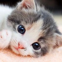 ちびネコ (@will_thought_jp) 's Twitter Profile