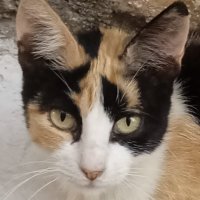 Μαρια Κιτρινη (@greek_heanen) 's Twitter Profile