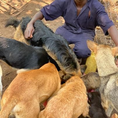 OUR MAIN AIM IS FINDING A HOME AND RESCUE ABUNDONED DOGS 🐕🐕 STREETS PLEASE SUPPORT US IN THIS CAUSE  **DONATE**👇👇👇#uganda