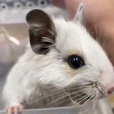 greattree5725's profile picture. 車弄り🚐💨、動物🐶🐱、熱帯魚°･🐠大好きです(*´∀`)♪
デグー、フクロモモンガ、飼育中⭐️
Twitter 使い始めましたので、勉強します(⊃•̀ω•́)⊃✎
失礼があったら申し訳ございません、宜しくお願い致します┏〇゛