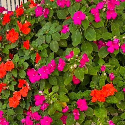 Pollyskettle's profile picture. Cultivate Wisely; Forage Safely