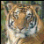 Bring Out The WIld