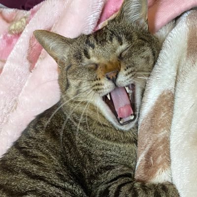 necomura(ねこむら)さんのプロフィール画像