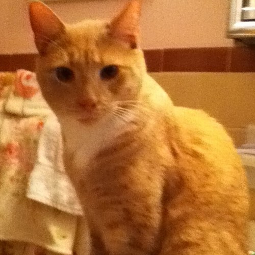 averar13's profile picture. Im an italian girl and my weapon is a nikon d7000. I love macro photography