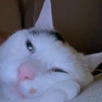 꿀떡이 (@ggool_dduck) 's Twitter Profile