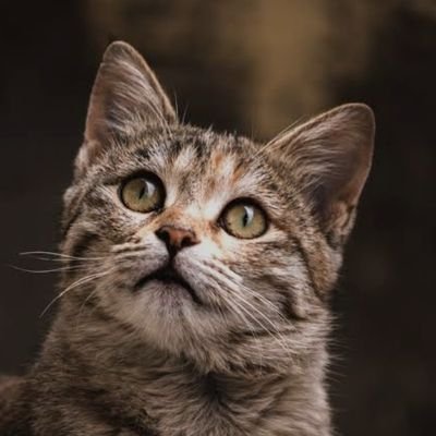 PriyaDhiman09's profile picture. CSE | Microsoft Learn Student Ambassador'23 | Frontend developer | Available for Freelancing | Interested in working remotely