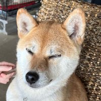 シバッ犬 Jr. (@shibashibax) Twitter profile photo