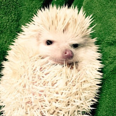 みな⭐️本日限定希望額セール中❣️ レモン (@0141_lemon) / Posts / X