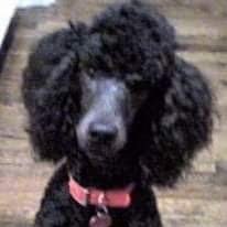 rfgbelle's profile picture. ❤️🐩