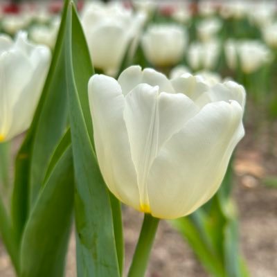 wlymay's profile picture. FHEA, Lecturer, School of English, The University of Hong Kong. Interested in digital humanities & interdisciplinary studies in culture and heritage.