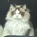 Jursy (@thuncu_) Twitter profile photo Jursy (@thuncu_) Twitter profile photo