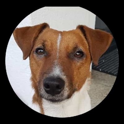 🖤❤️💛 My dog 🐕 knows it is since a long time ❎️ die Linksgrünen führen uns in den finanziellen Bankrott.
konservativ. Free Speech! MEGA! MAGA! UPN! GPN!