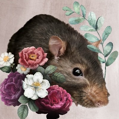 We are 6 very intelligent, crazy rats and we love yogies! Our human mom is @thebeccachapter