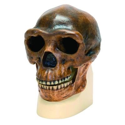 HomoEre14019193's profile picture. Darwinien, athée, libertarien, eugéniste, inégalitariste, inhumaniste, sceptique, naturaliste,post-humaniste.