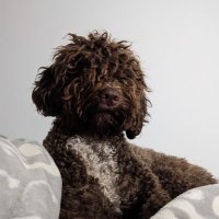 Alejandro (@aalmiramolla) 's Twitter Profile