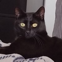 Claudia Dingens  (@cdingens) 's Twitter Profile Photo