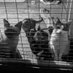 Community Of Stray Cats (@AnimalRescue252) Twitter profile photo