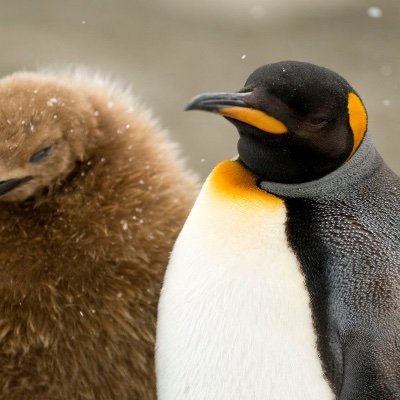 PenguinArmy Profile