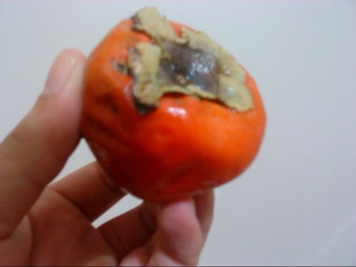 Voltacto's profile picture. un persimo