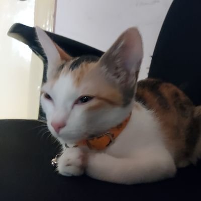 seelanaveen435's profile picture. 