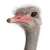 MikeOstrichCartoonAddict! (@michaellower02) Twitter profile photo MikeOstrichCartoonAddict! (@michaellower02) Twitter profile photo