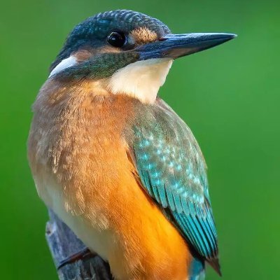 princezach87177's profile picture. 