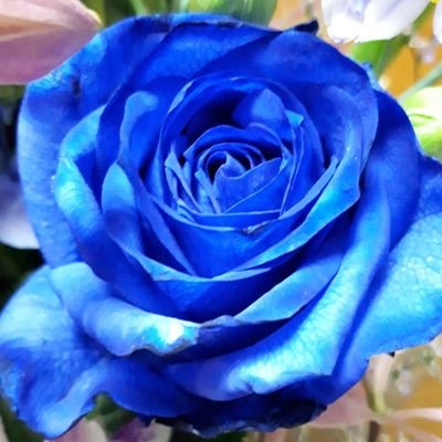 Taki71382885's profile picture. MELOGAPPAに出会って人生にこんな楽しいことがあったと知りました。心を癒やして支えてもらってます。
歌が上手くて面白い、発想力が素晴らしい天才、めがねとエクボが素敵なさくまさんと、優しい歌声で、礼儀正しくて努力家で、しっかり者、心遣いもビジュアルも美しいもりさん。２人の仲の良い様子と笑顔が大好きです